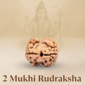 2 Faced Nepali Rudraksha